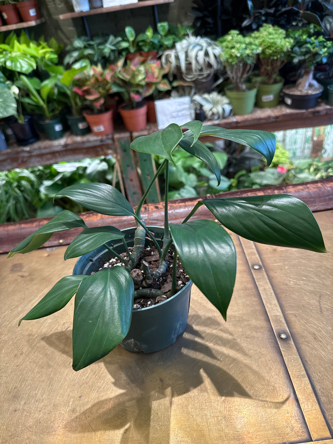 Rhaphidophora 'Dragon Tail'