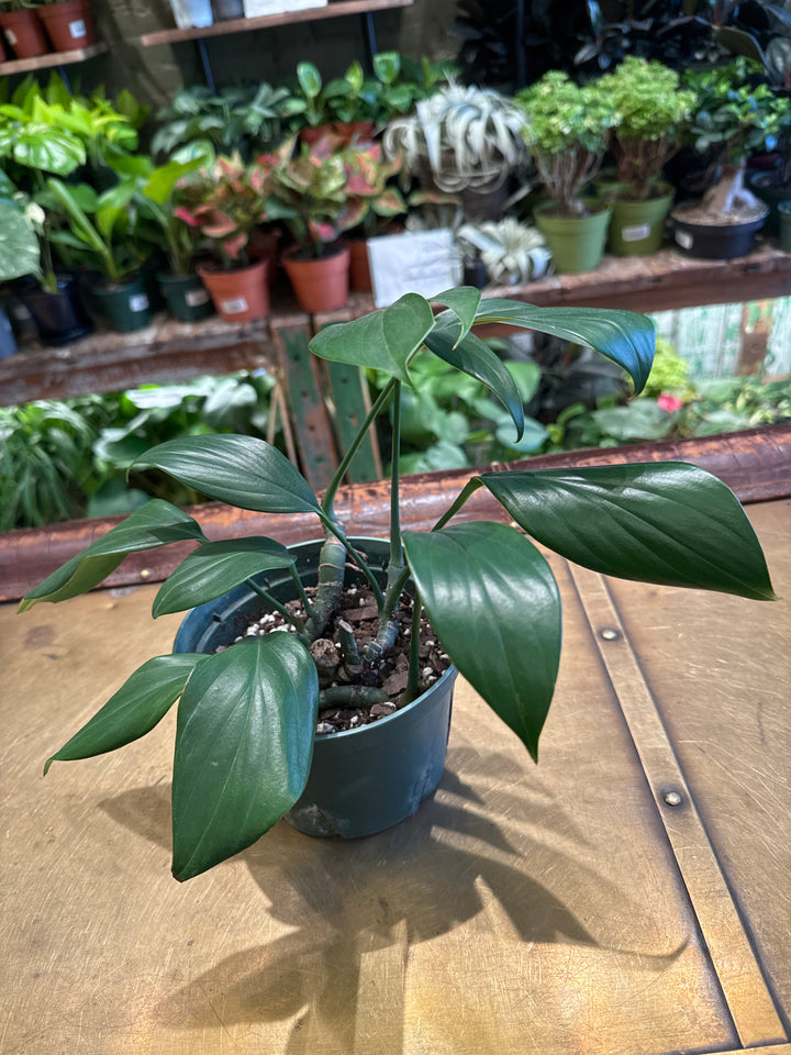 Rhaphidophora 'Dragon Tail'