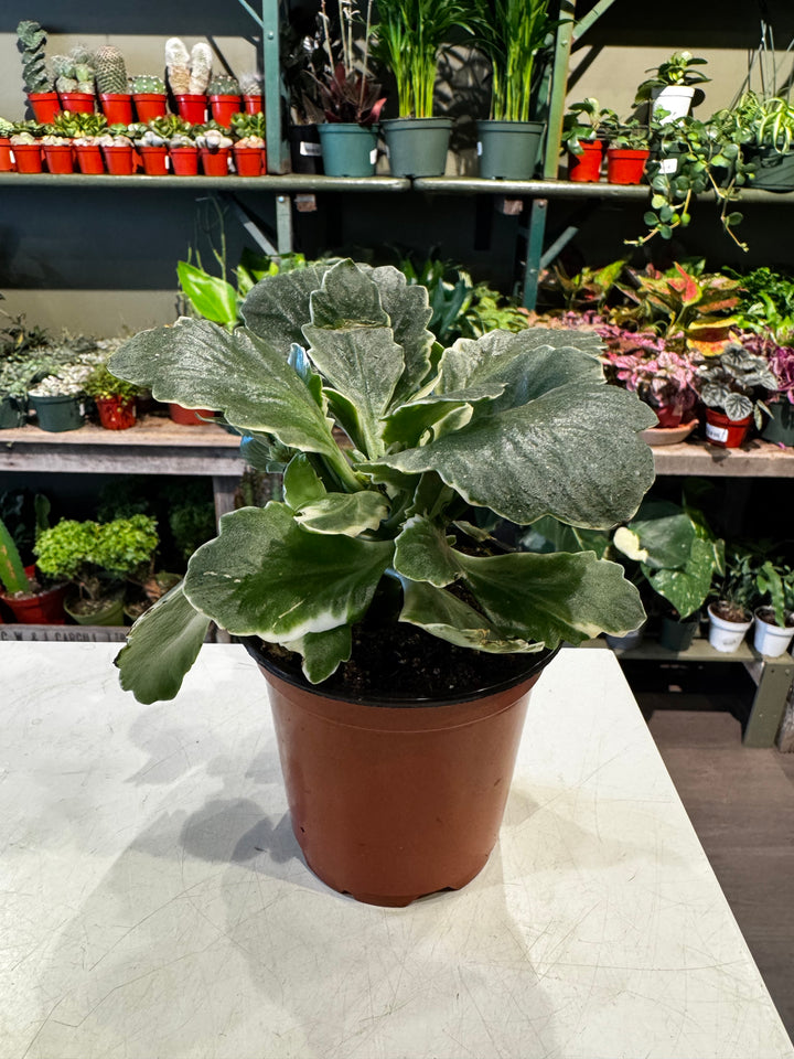 Kalanchoe