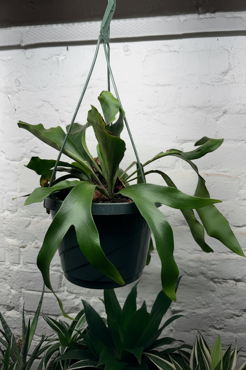 Staghorn Fern