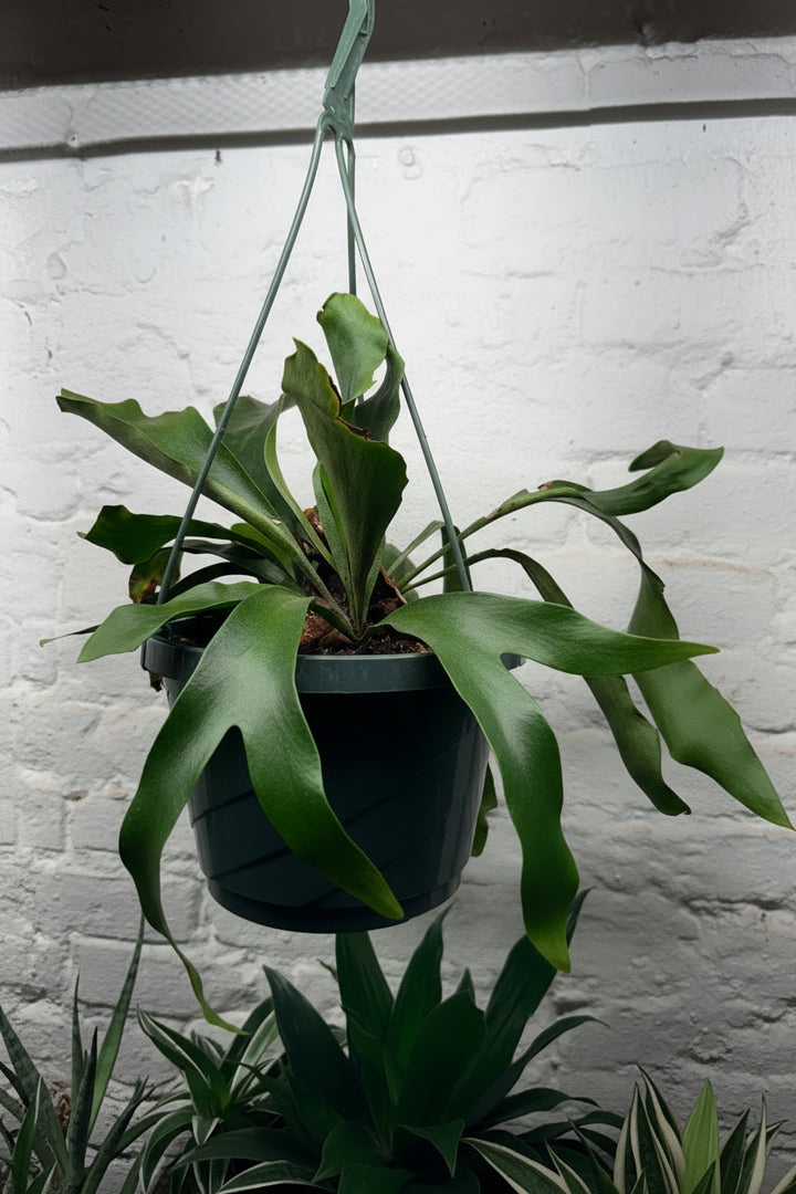 Staghorn Fern
