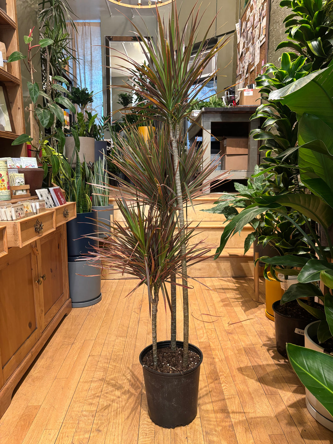 Dracaena 'Colorama'