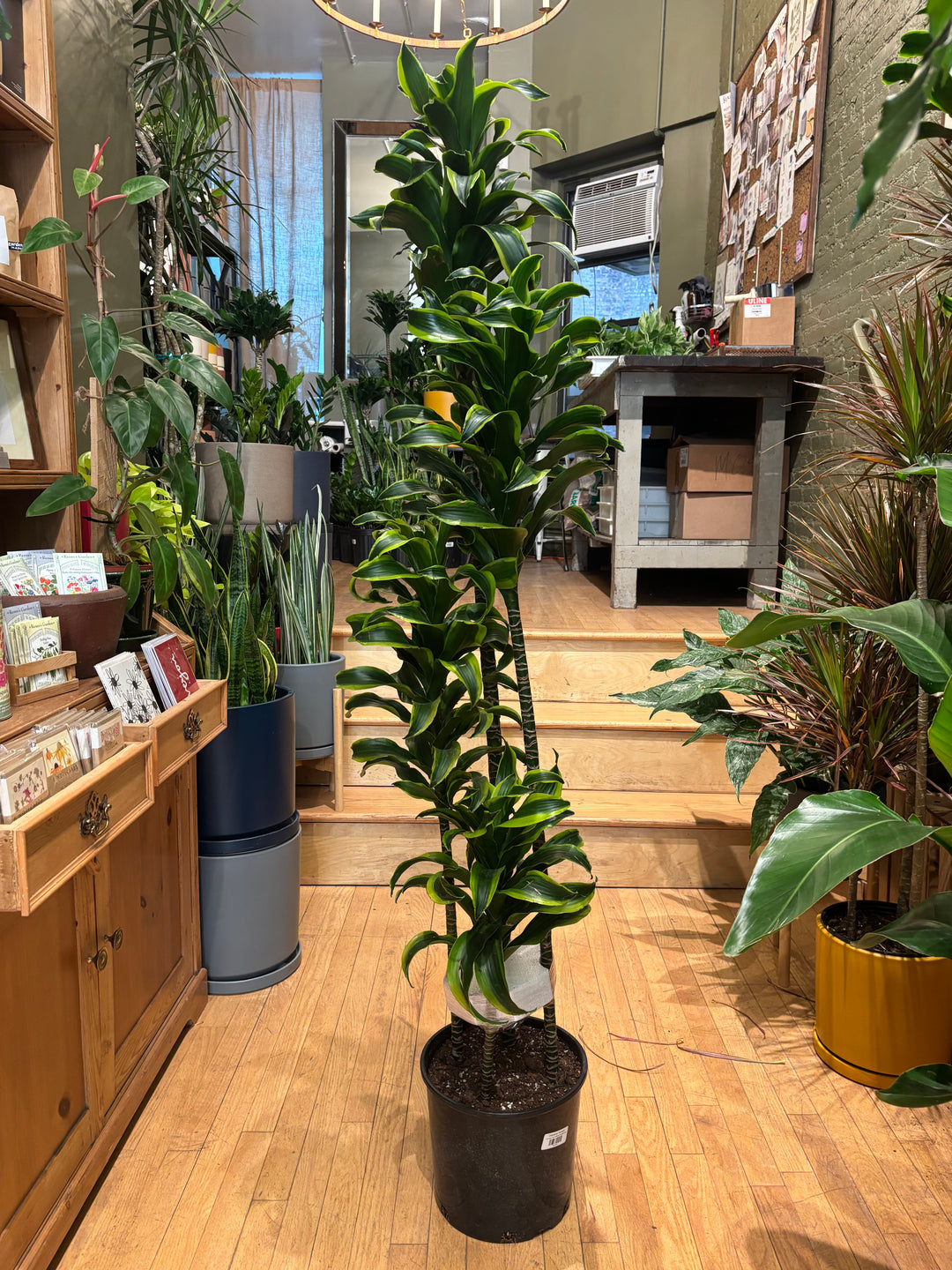 Dracaena 'Tornado'