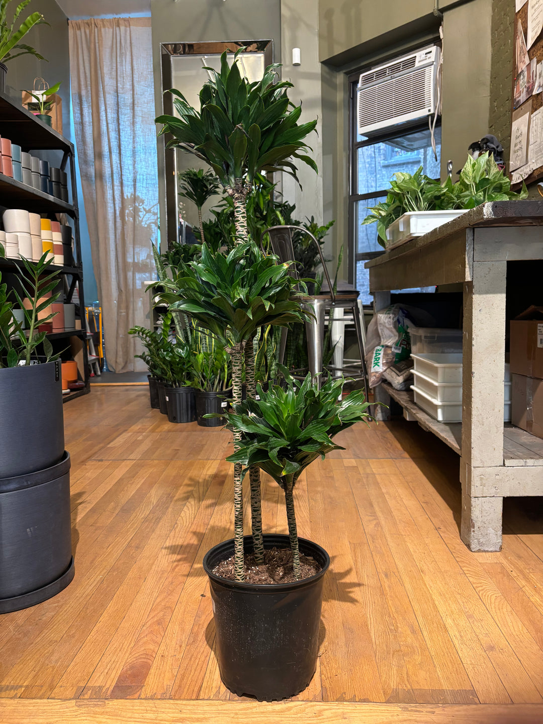 Dracaena 'Janet Craig Compacta'