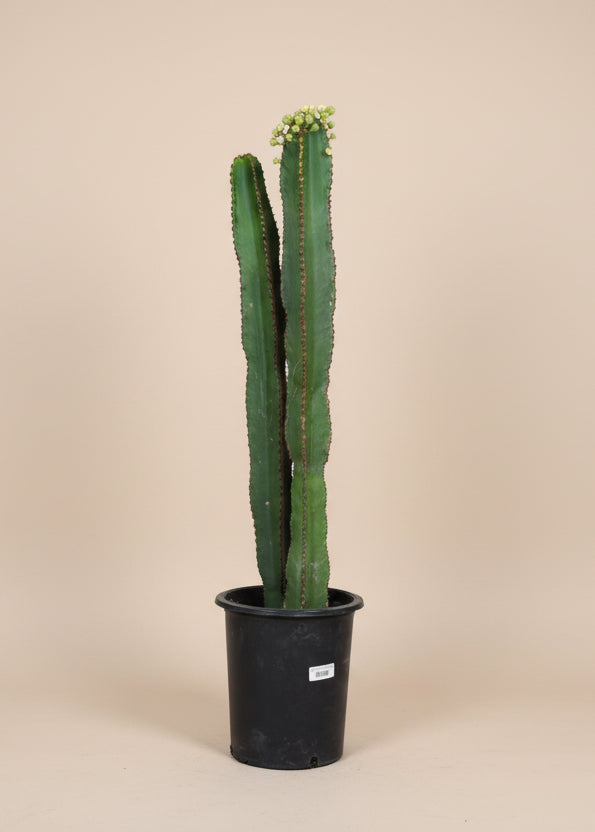 Euphorbia Chocolate Drop
