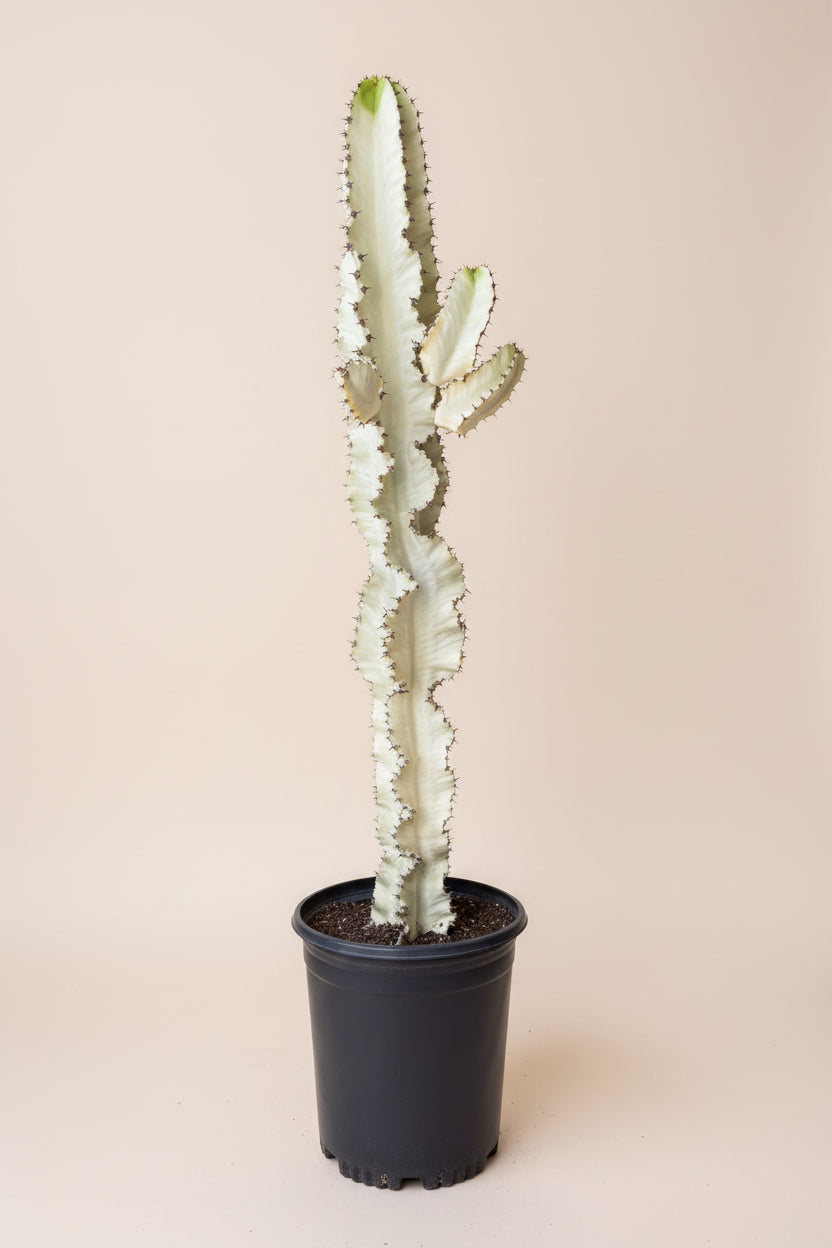 Euphorbia Ammak (Variegated)