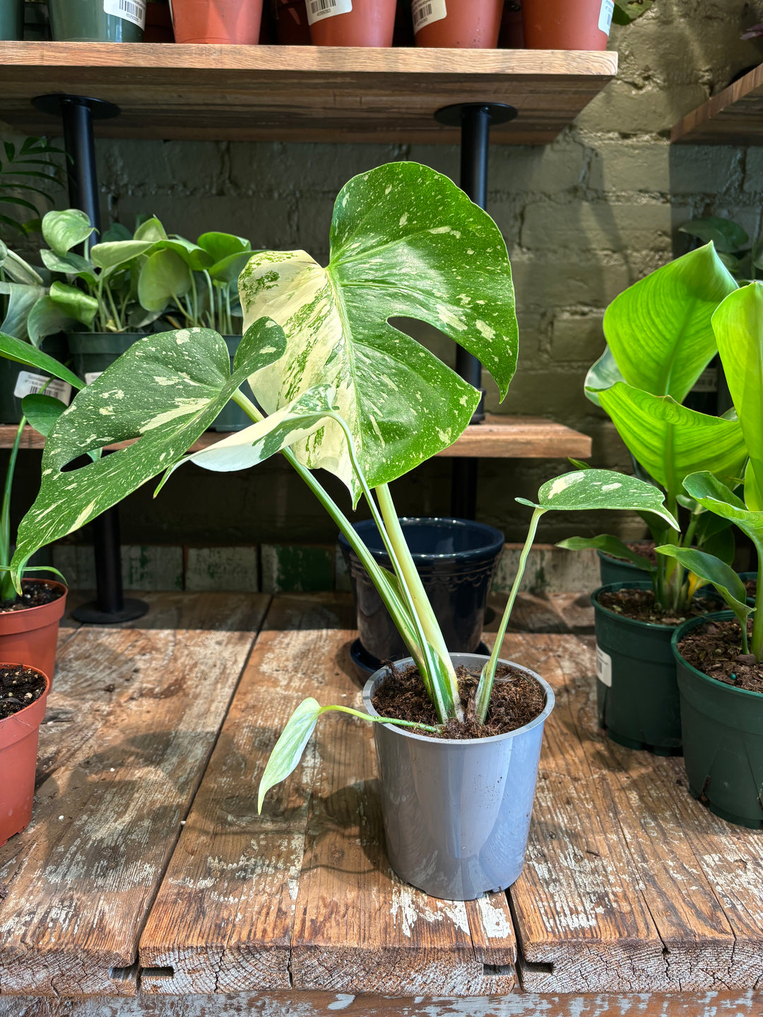 Monstera Thai Constellation