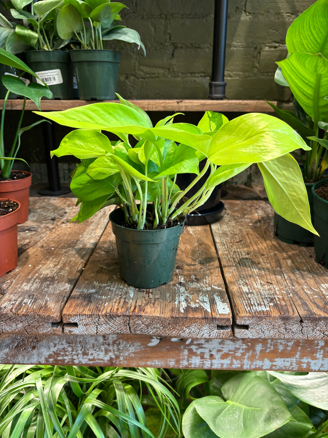 Neon Pothos