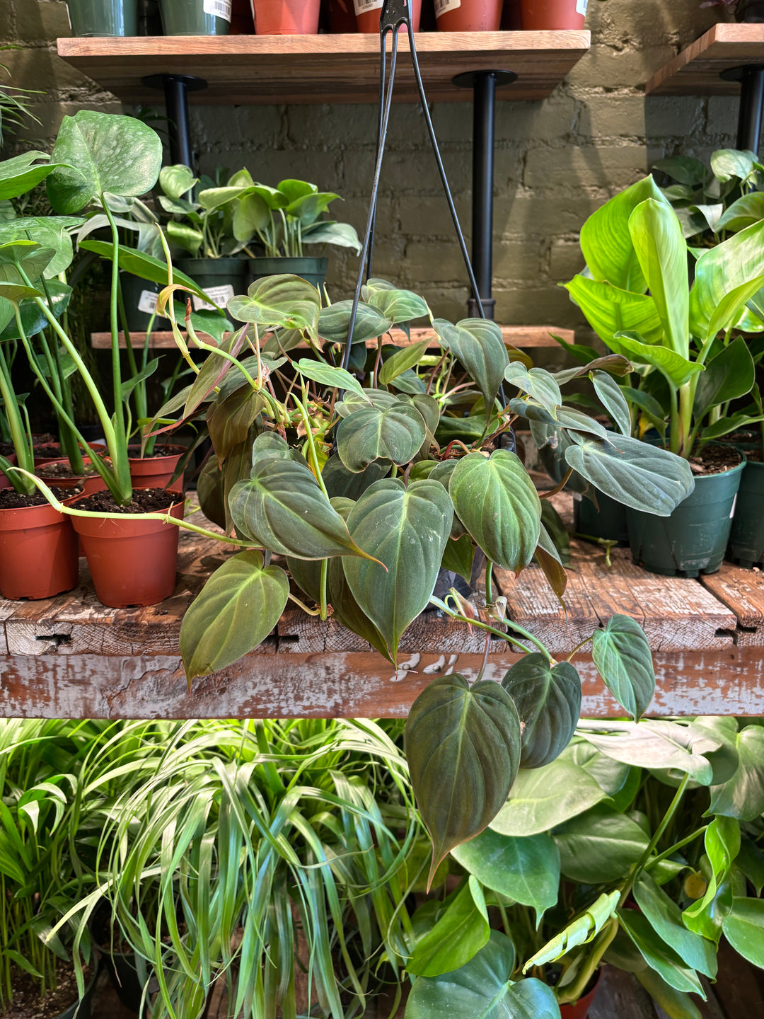 Philodendron Micans