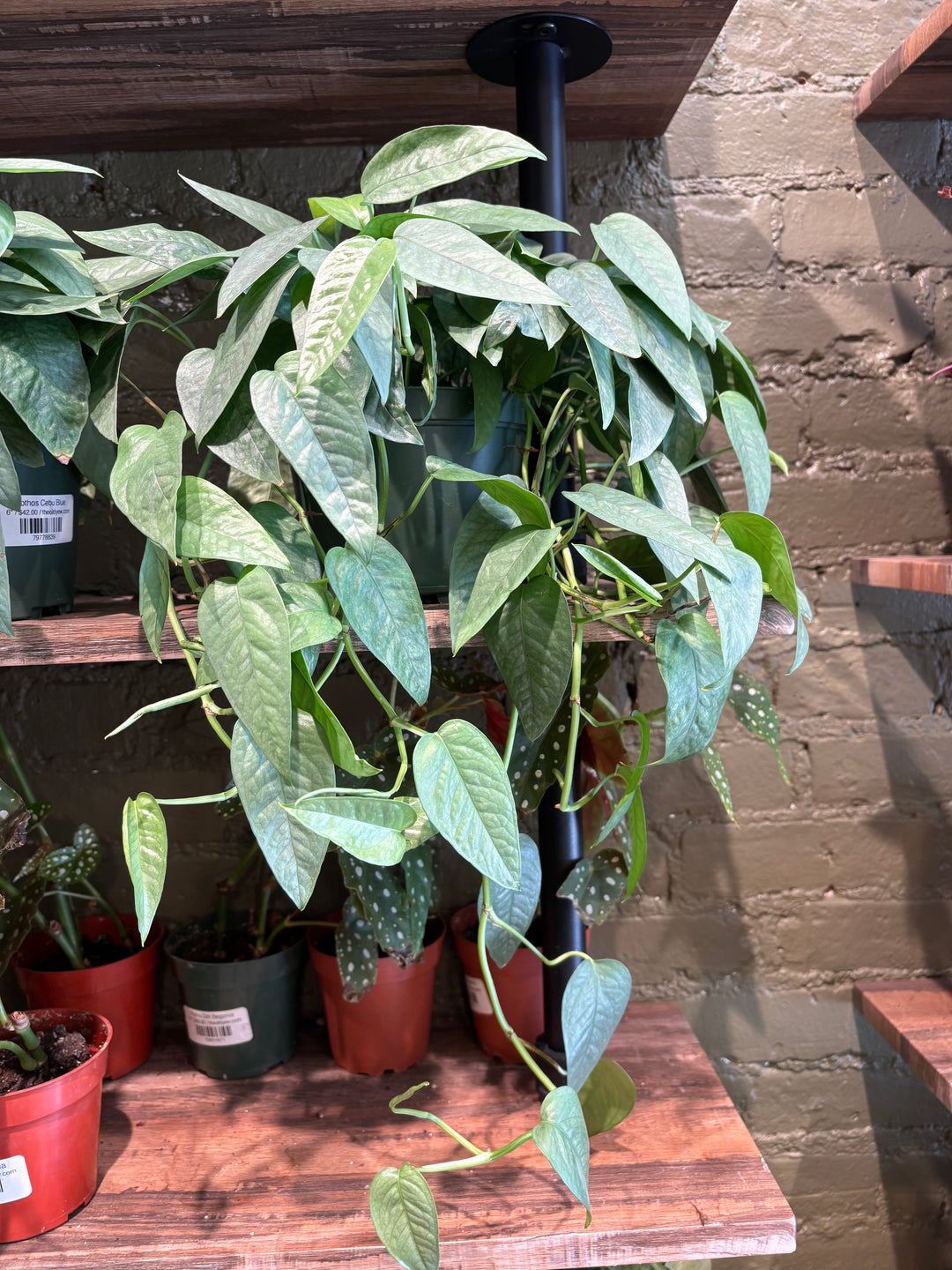 Pothos Cebu Blue