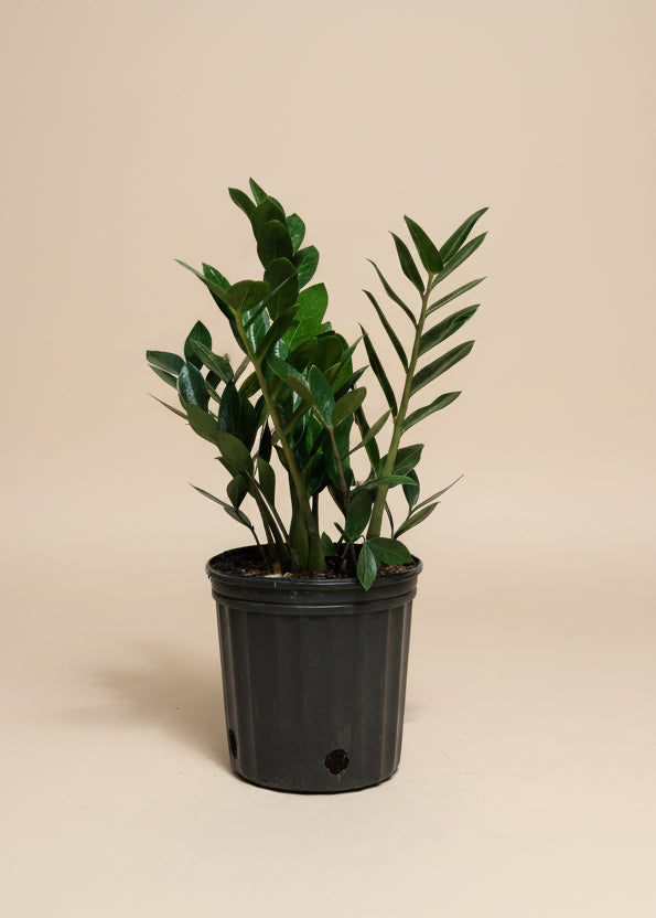The Old Yew Plant Shop ZZ Plant - Thumbnail 3