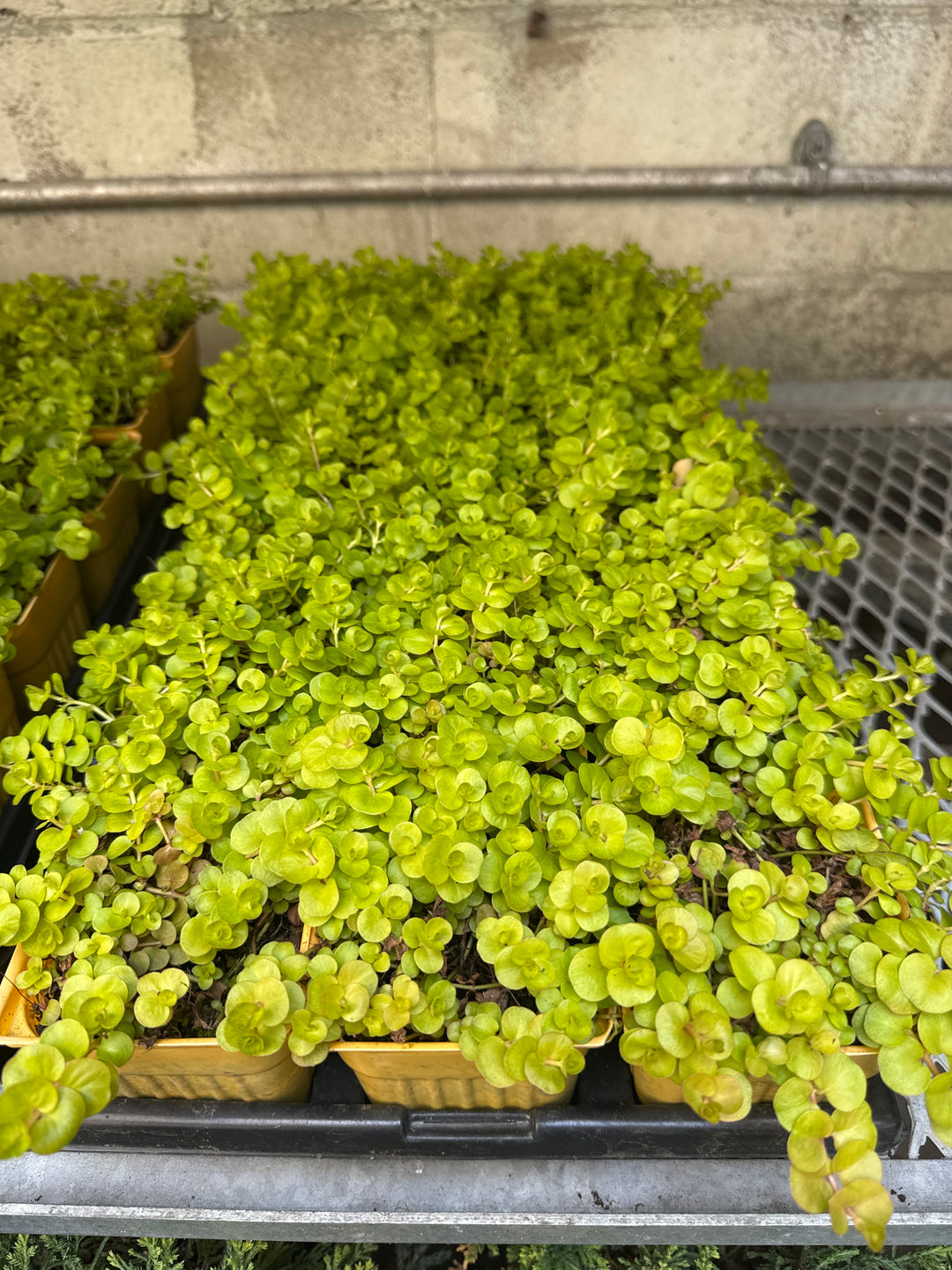 Creeping Jenny