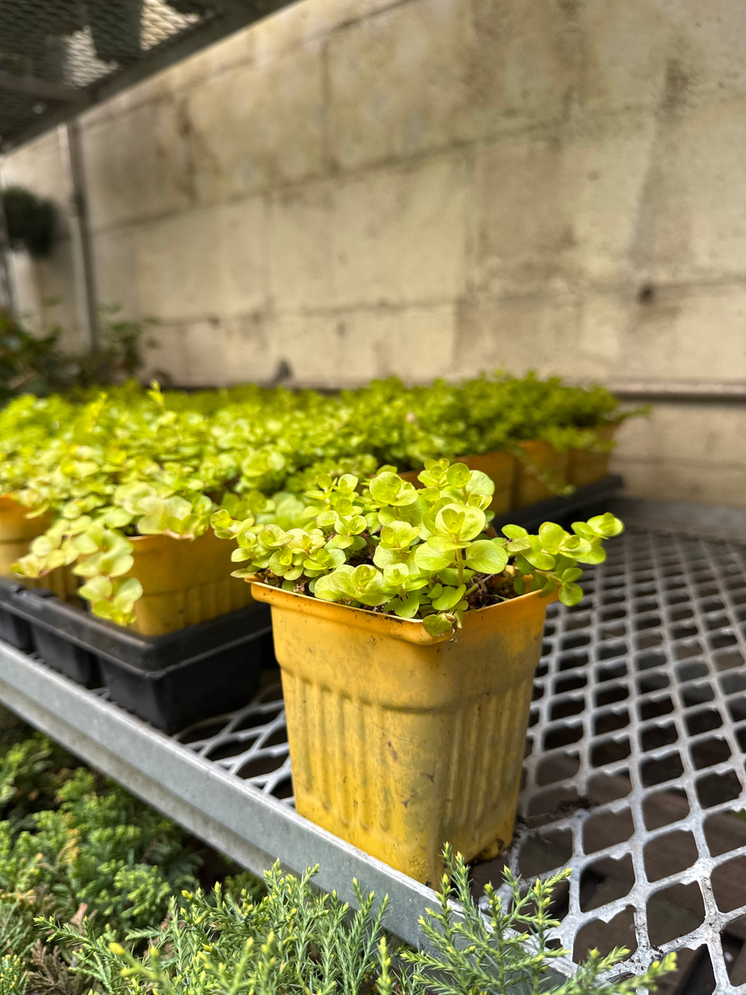 Creeping Jenny