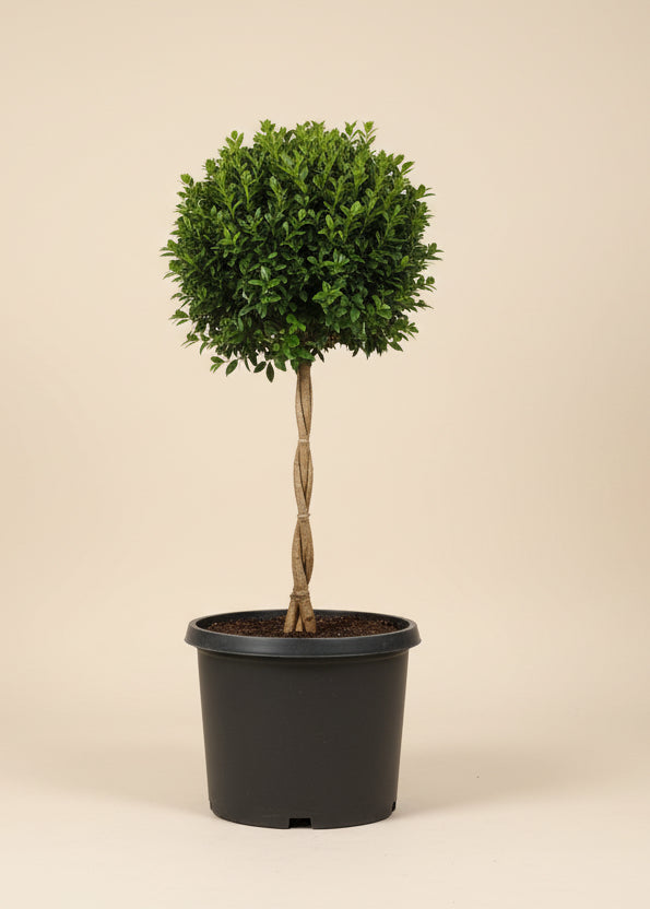 Boxwood Topiary