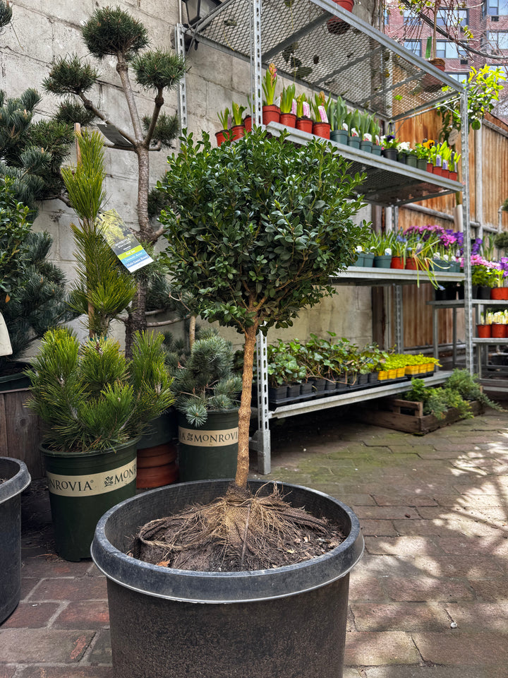 Boxwood Topiary