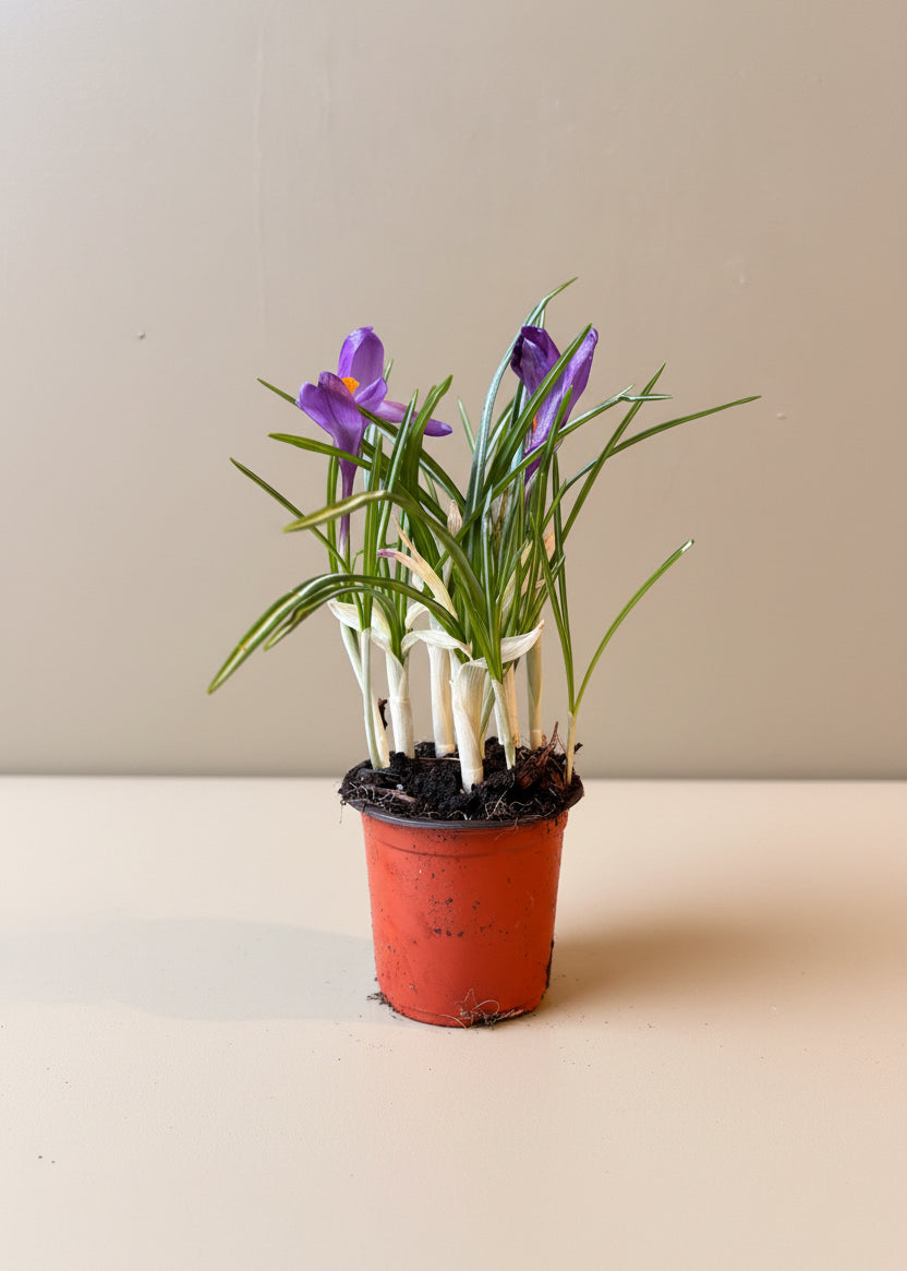 Crocus