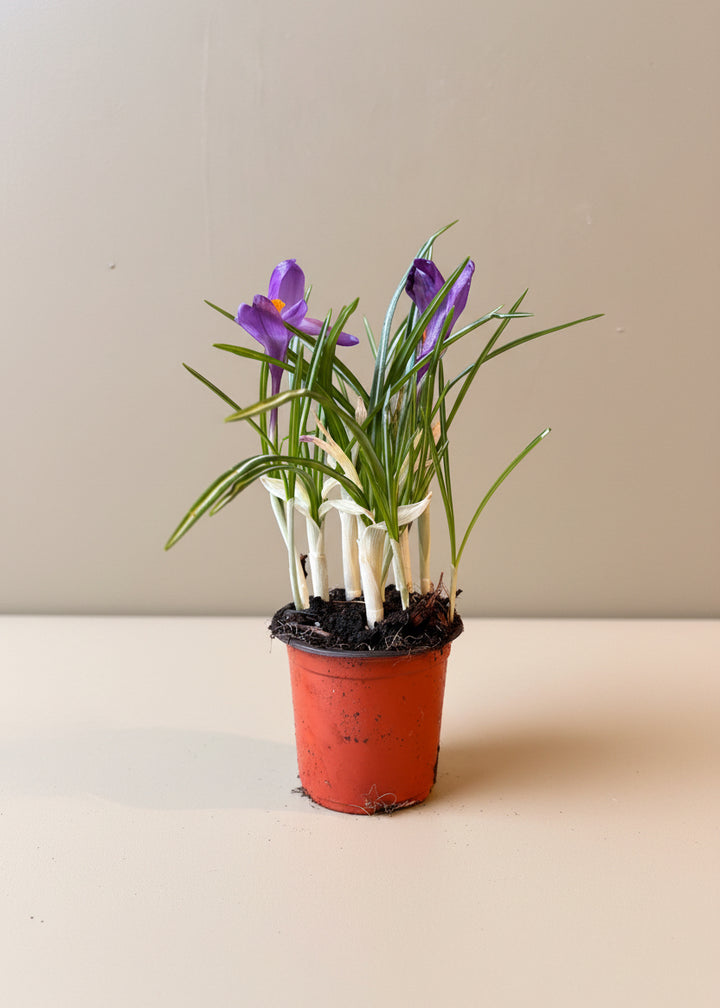 Crocus