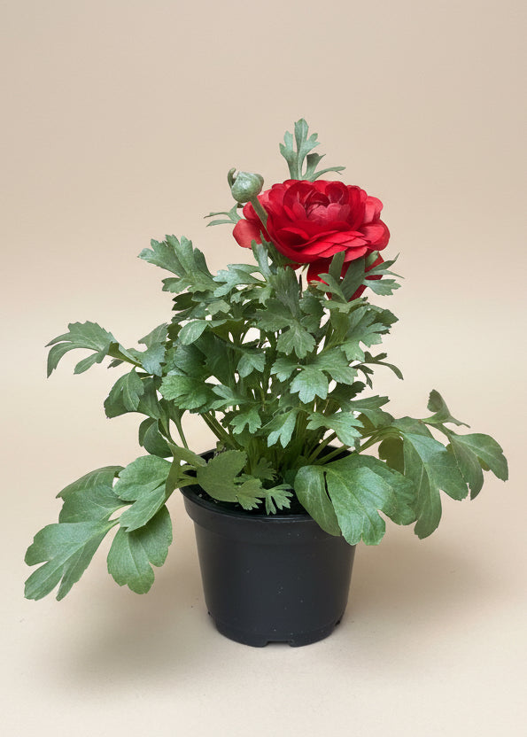 Ranunculus