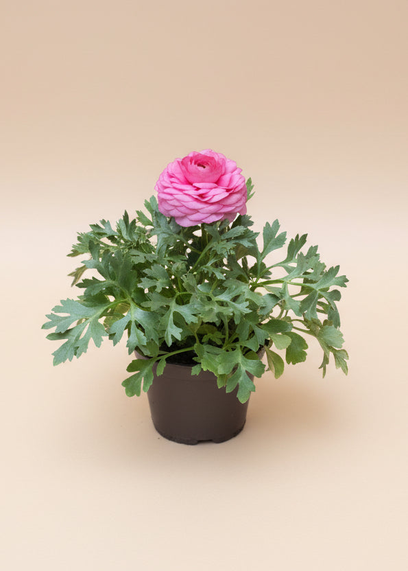 Ranunculus