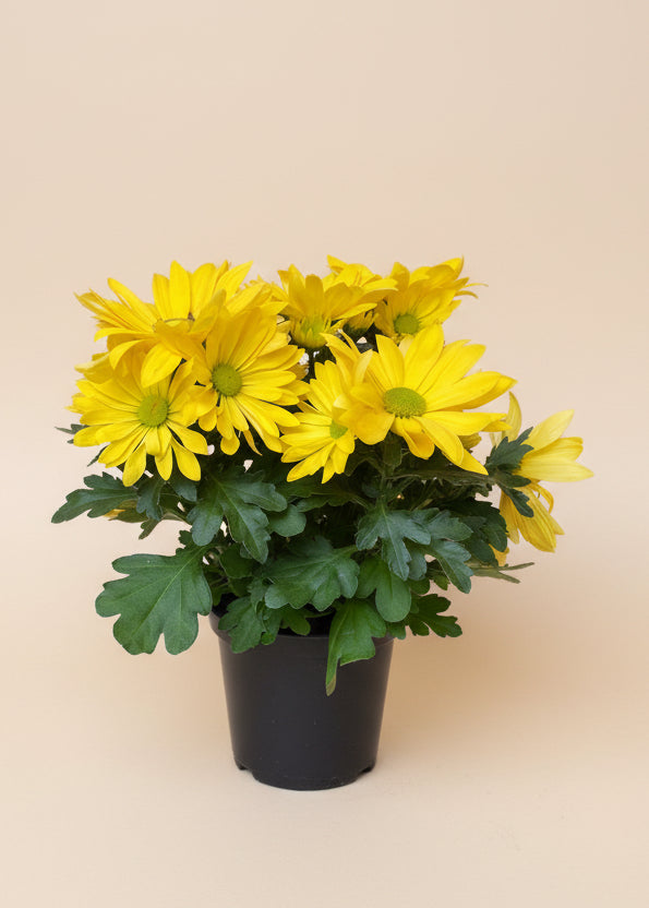 Garden Mum