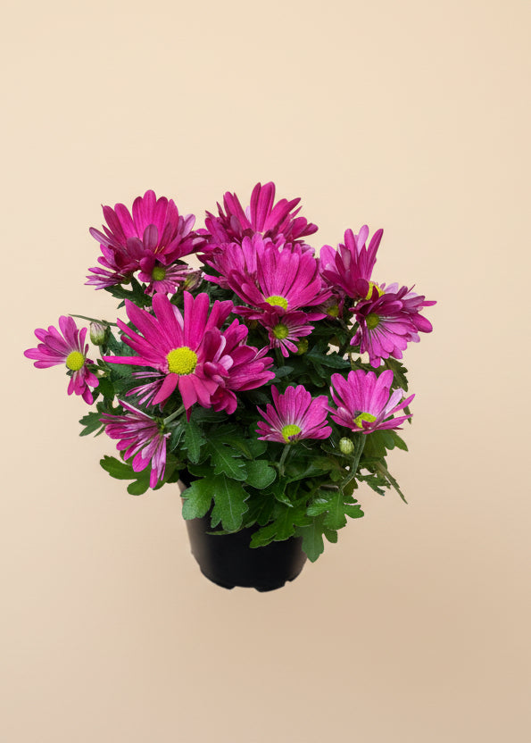 Garden Mum