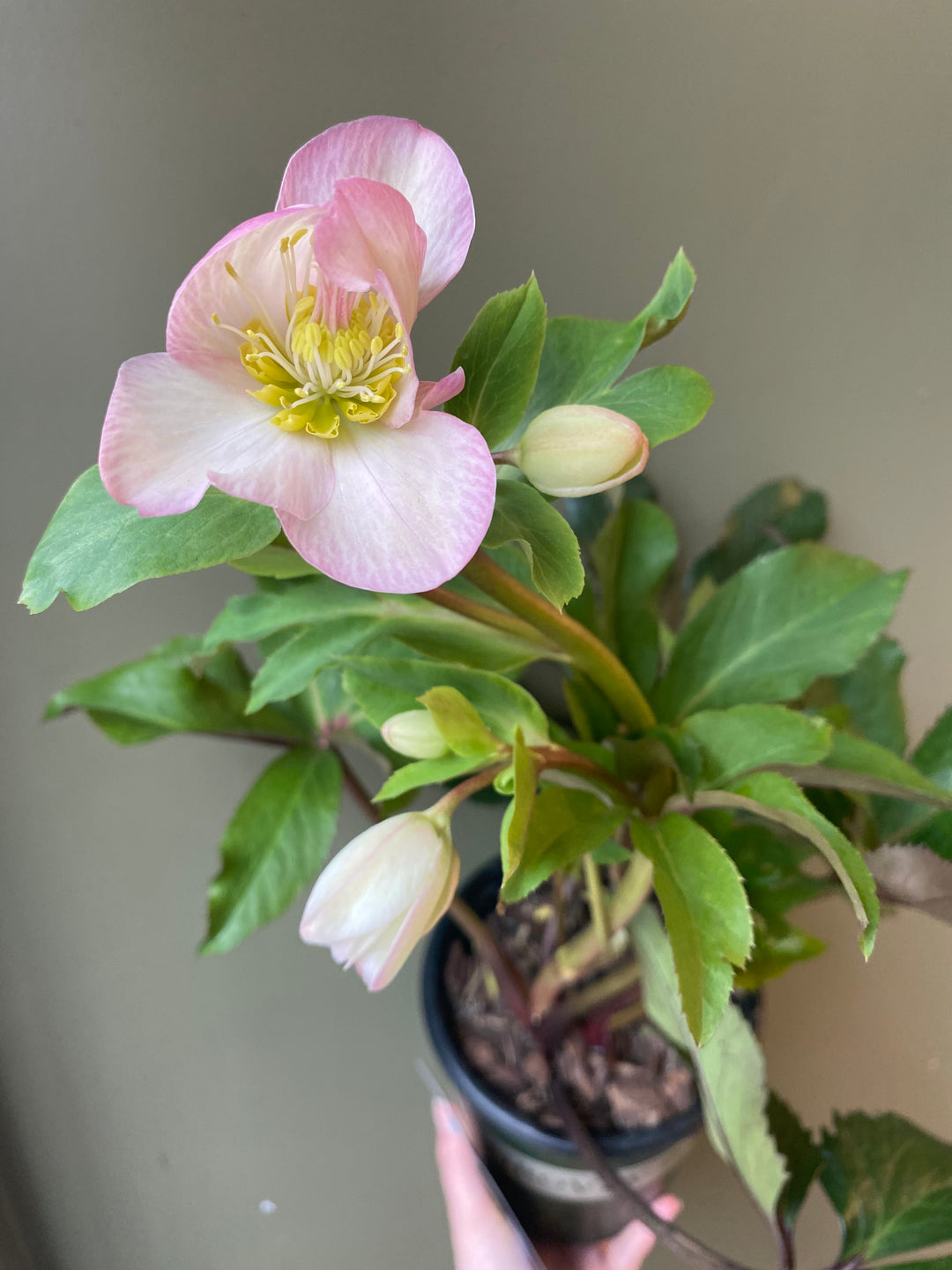 Ice N' Roses Rose Hellebore