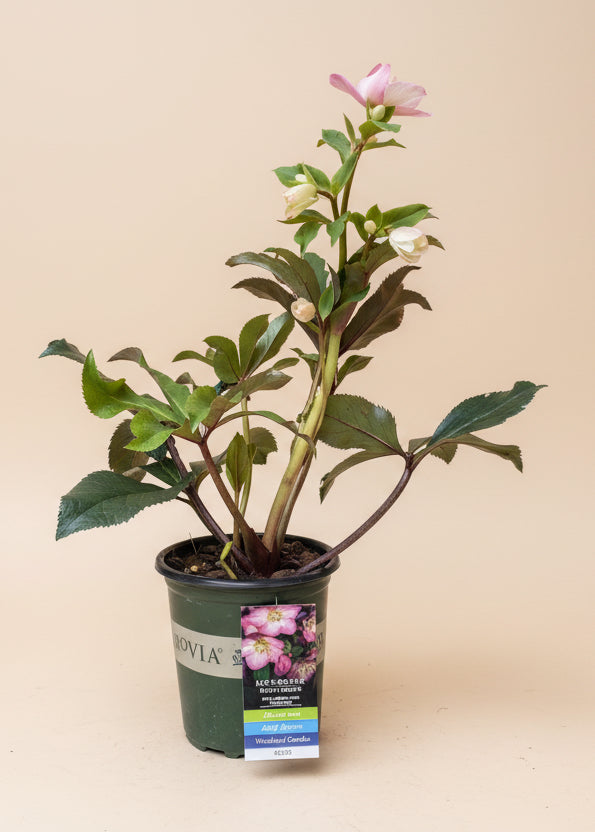 Ice N' Roses Rose Hellebore