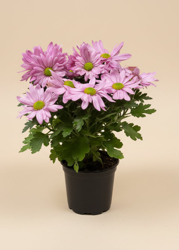 Daisy Mum
