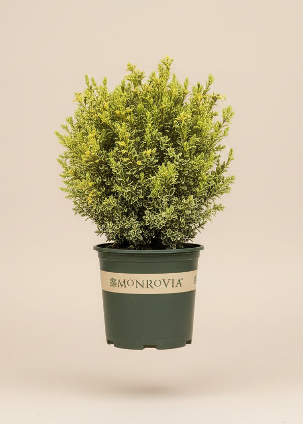 Golden Triumph Boxwood