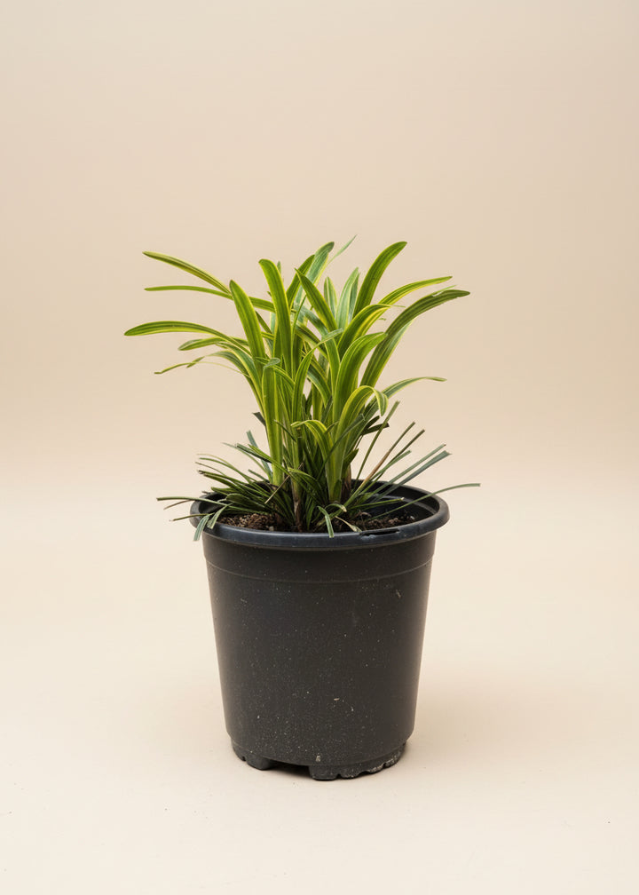Variegated Liriope