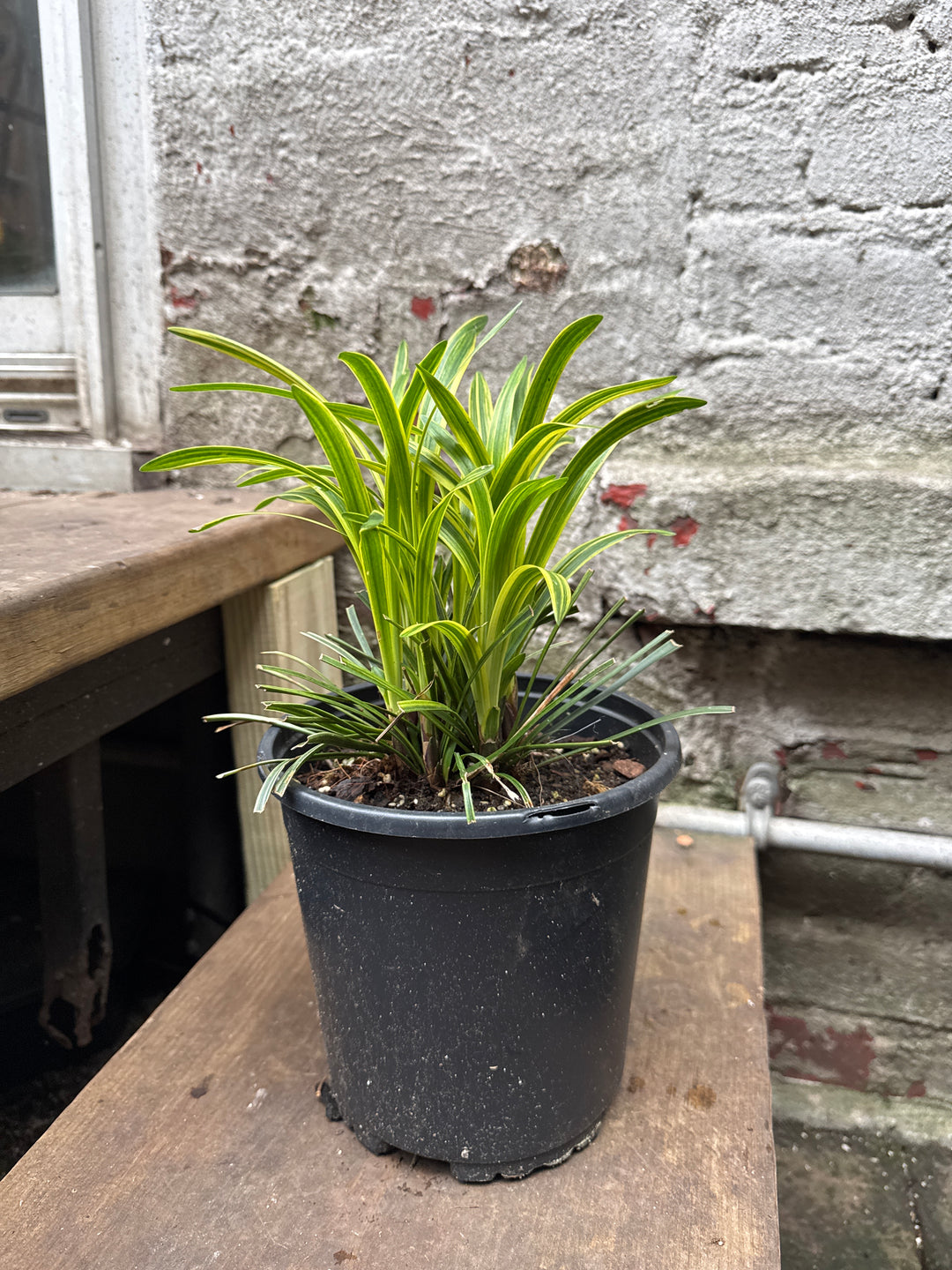 Variegated Liriope