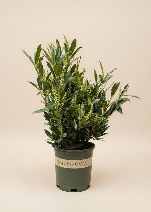 Otto Luyken English Laurel