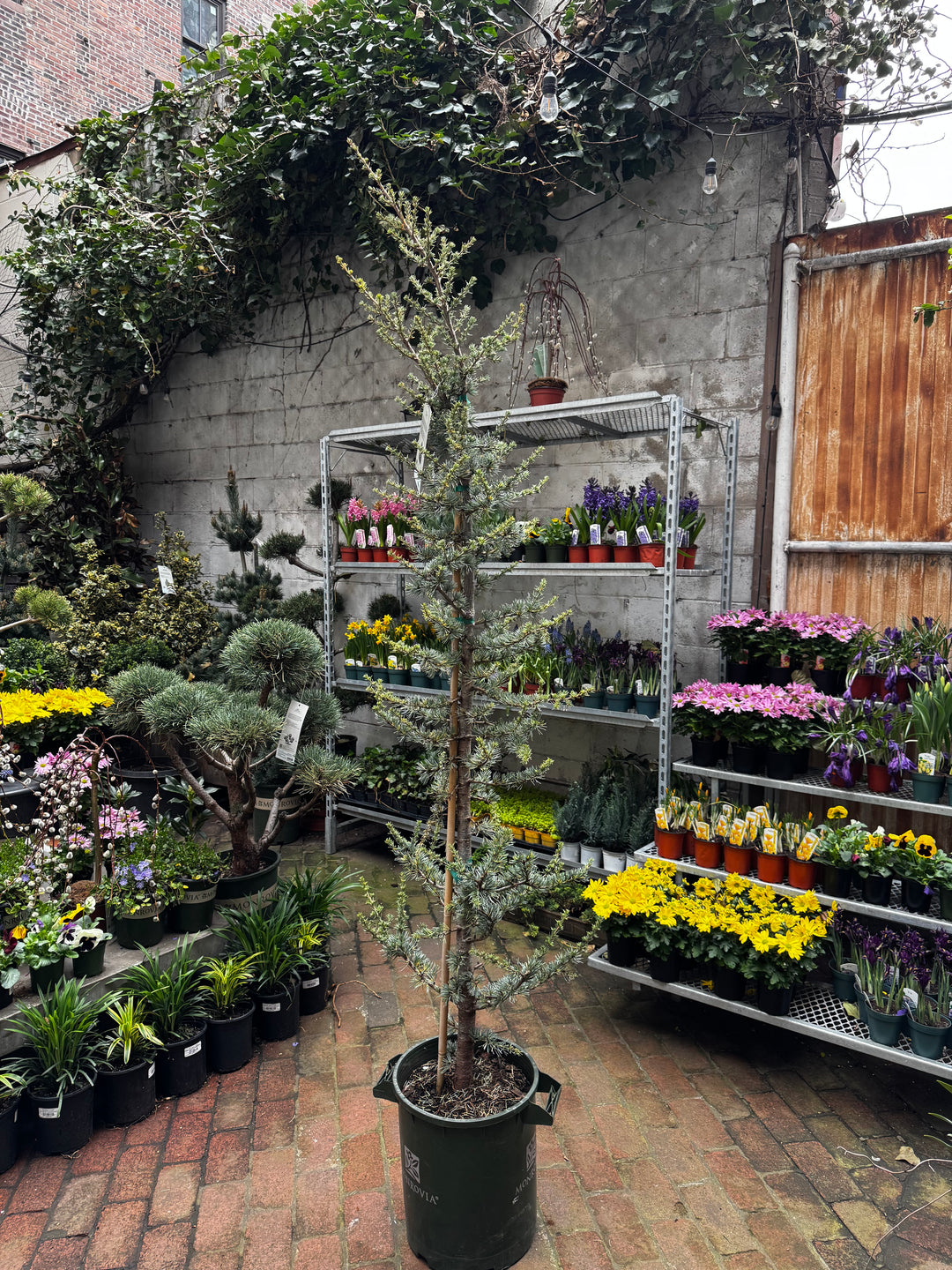 Blue Atlas Cedar