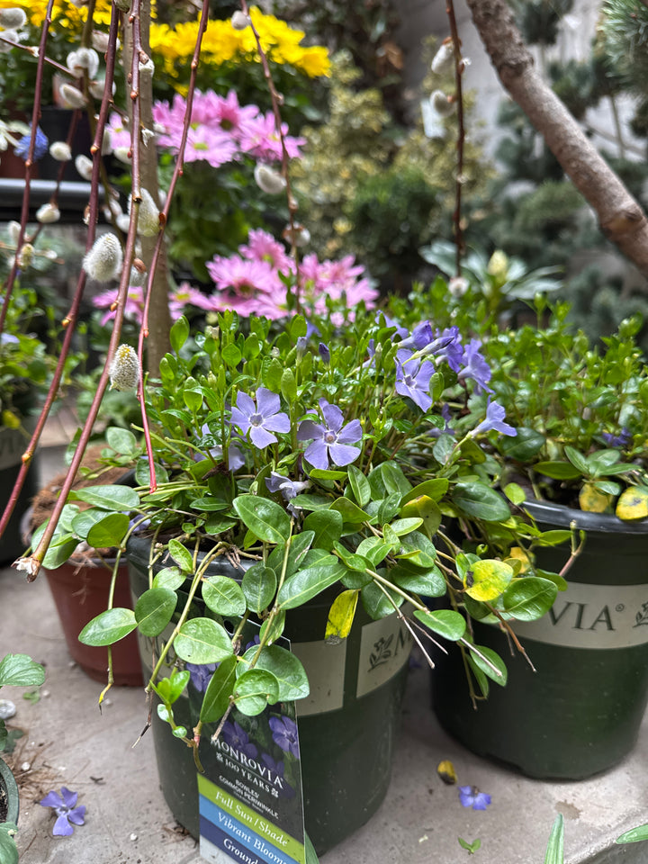 Bowles' Common Periwinkle – Vinca Minor