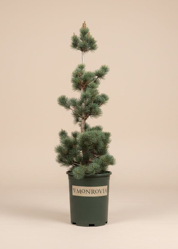 Dwarf Japanese White Pine
