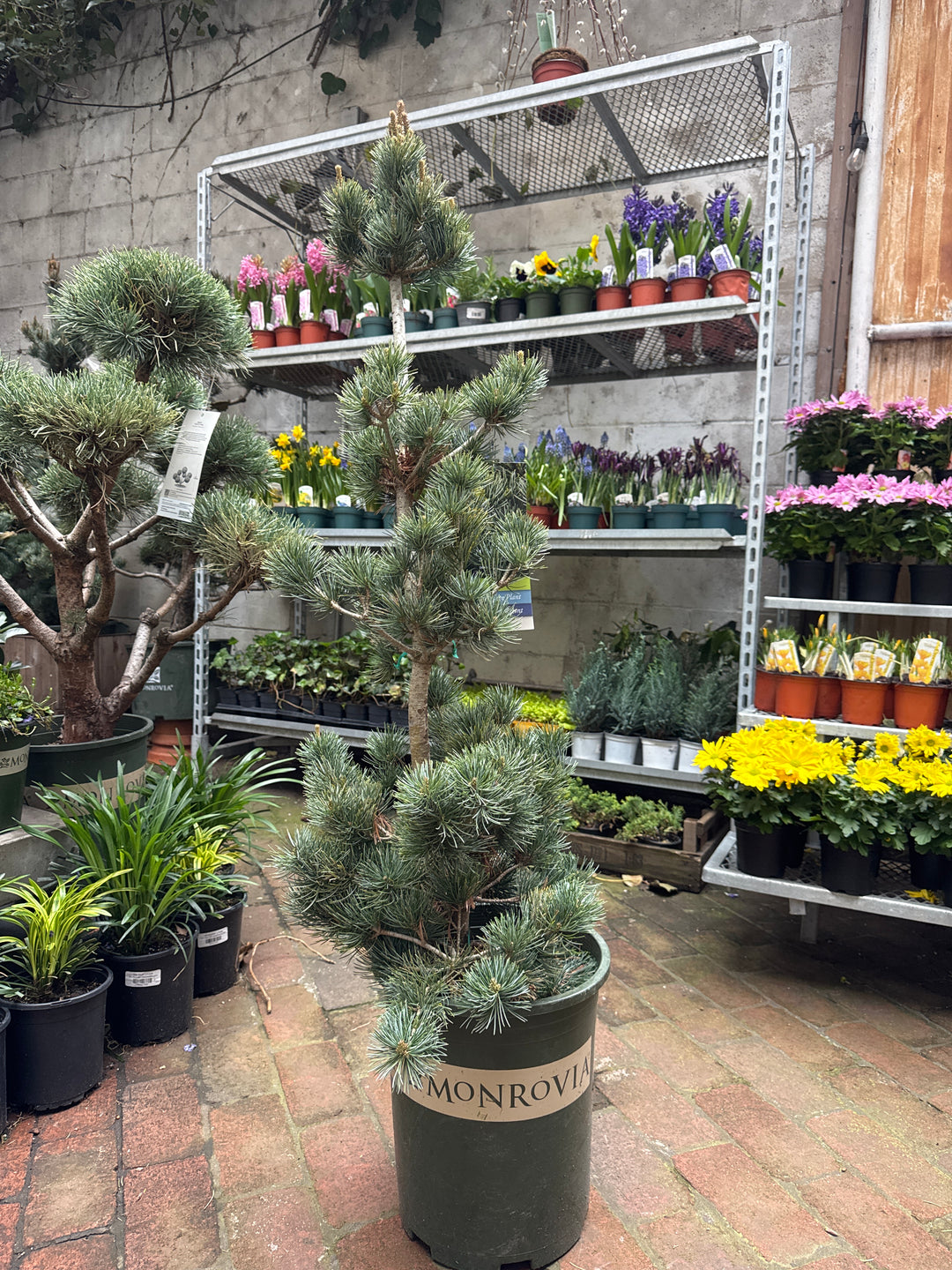 Dwarf Japanese White Pine