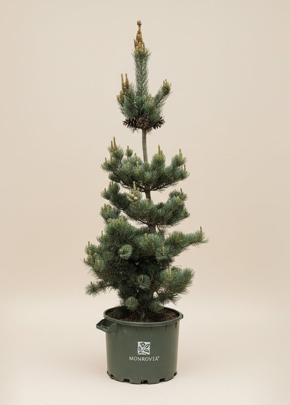 Dwarf Japanese White Pine