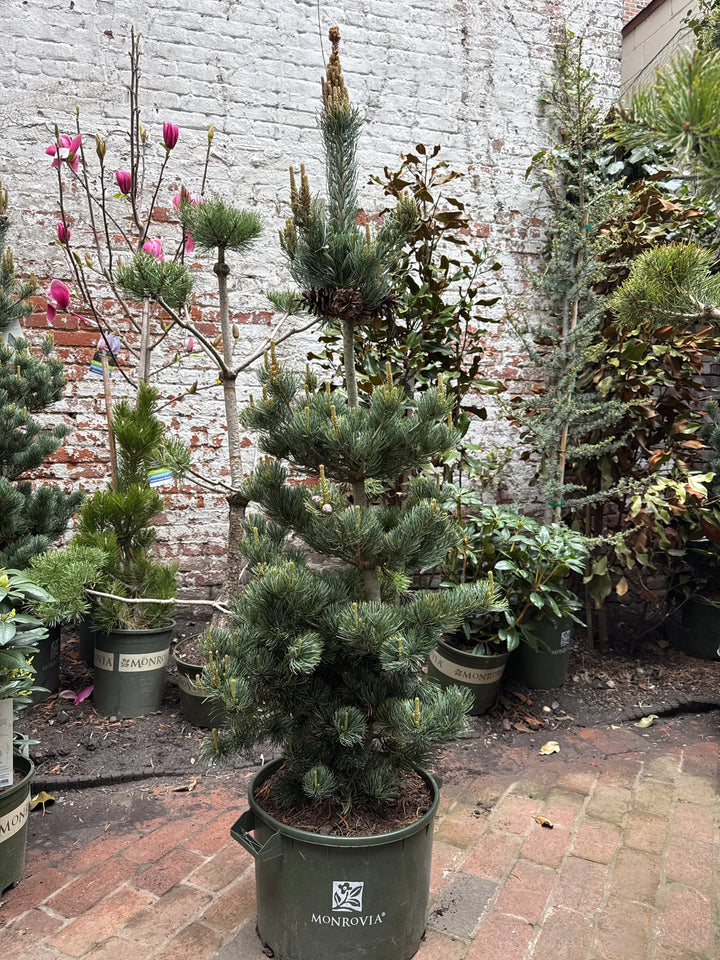 Dwarf Japanese White Pine