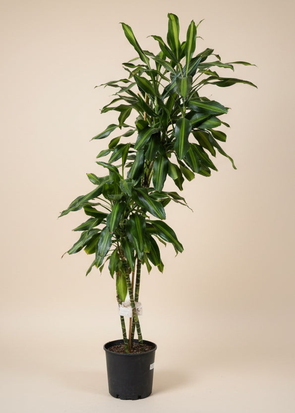 Dracaena 'Janet Lind'