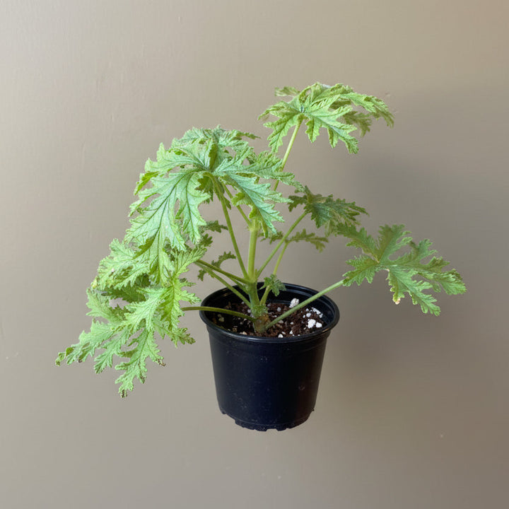 Geranium Citrosa