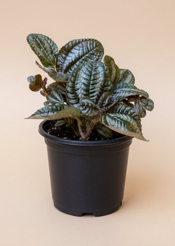 Pilea Silver Tree