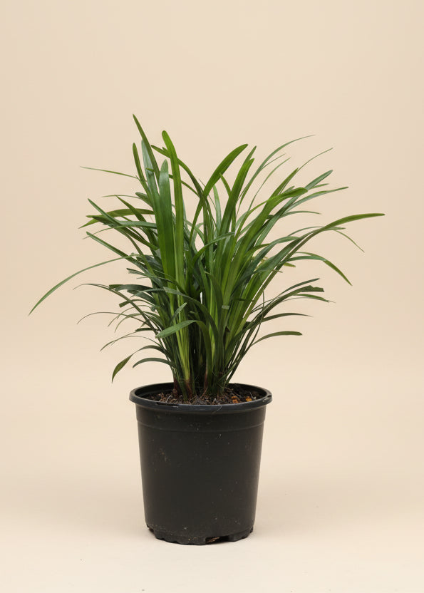 Big Blue Liriope