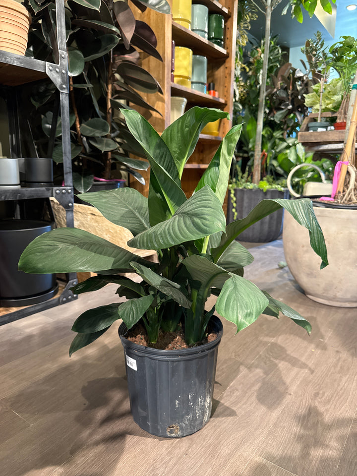 Peace Lily