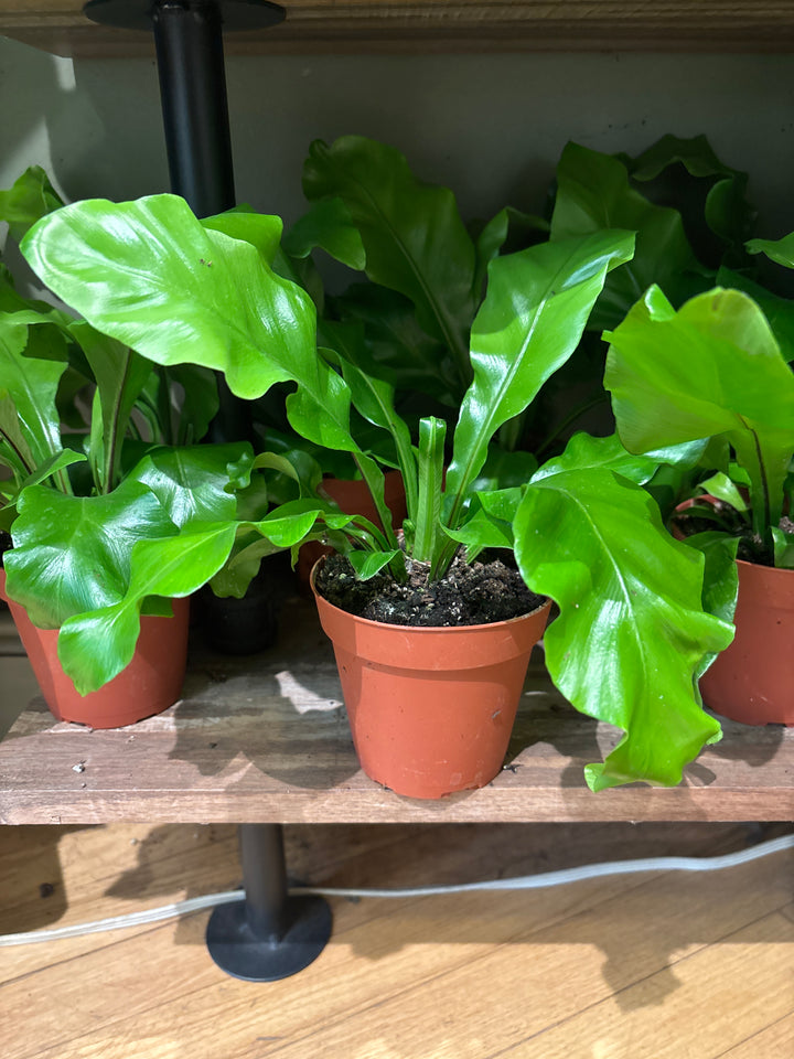 Birds Nest Fern