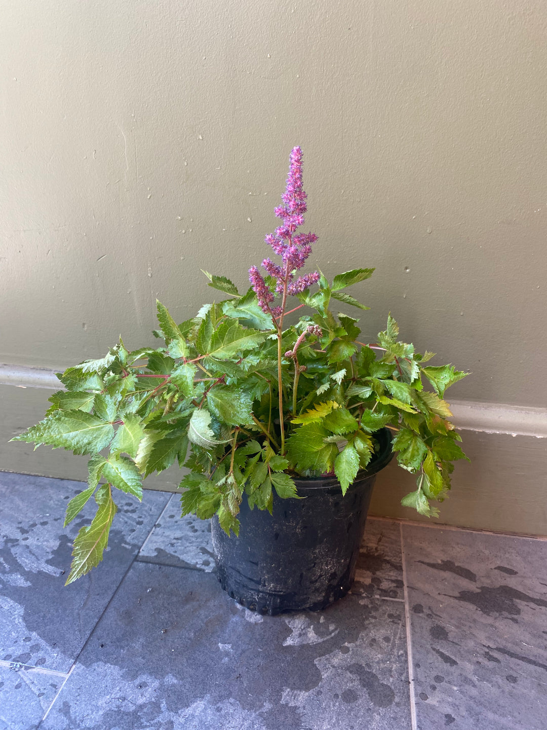 Astilbe 'Visions'