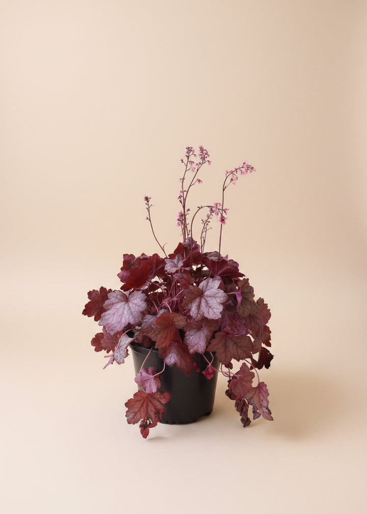 Coral Bells
