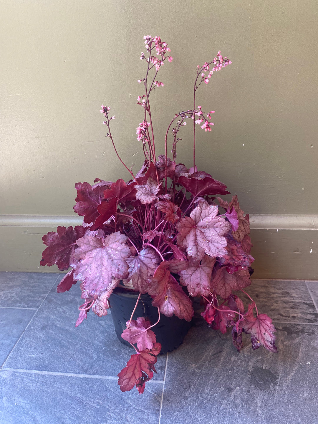Coral Bells