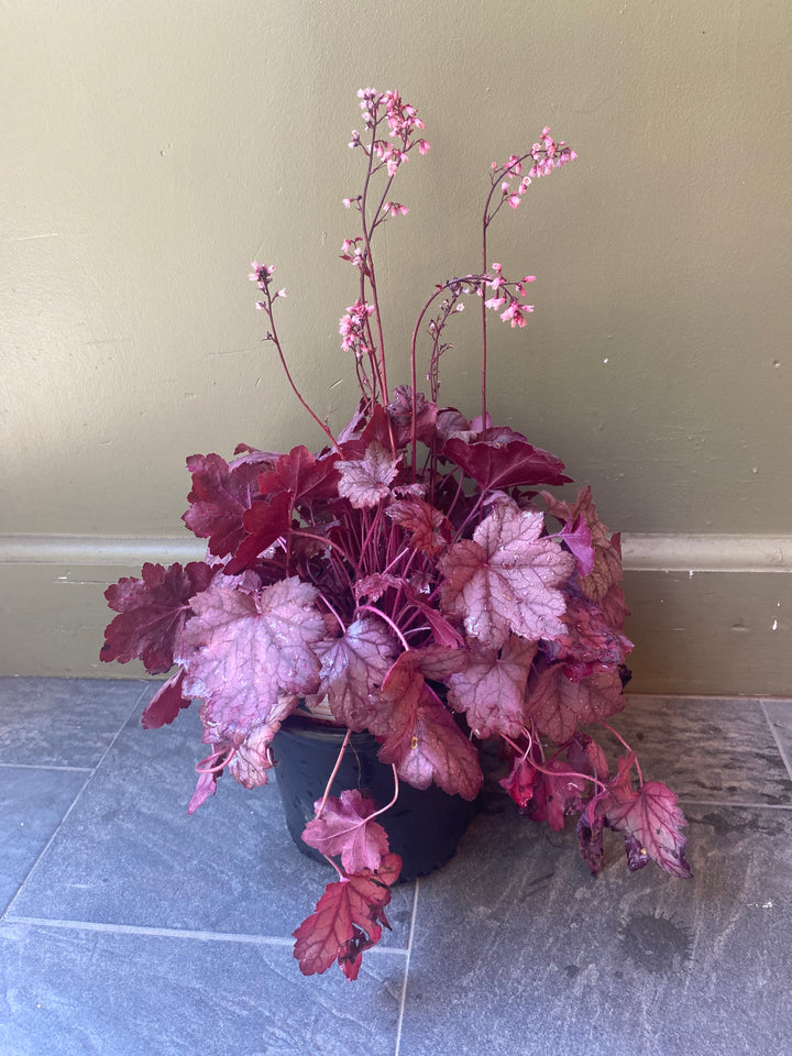 Coral Bells