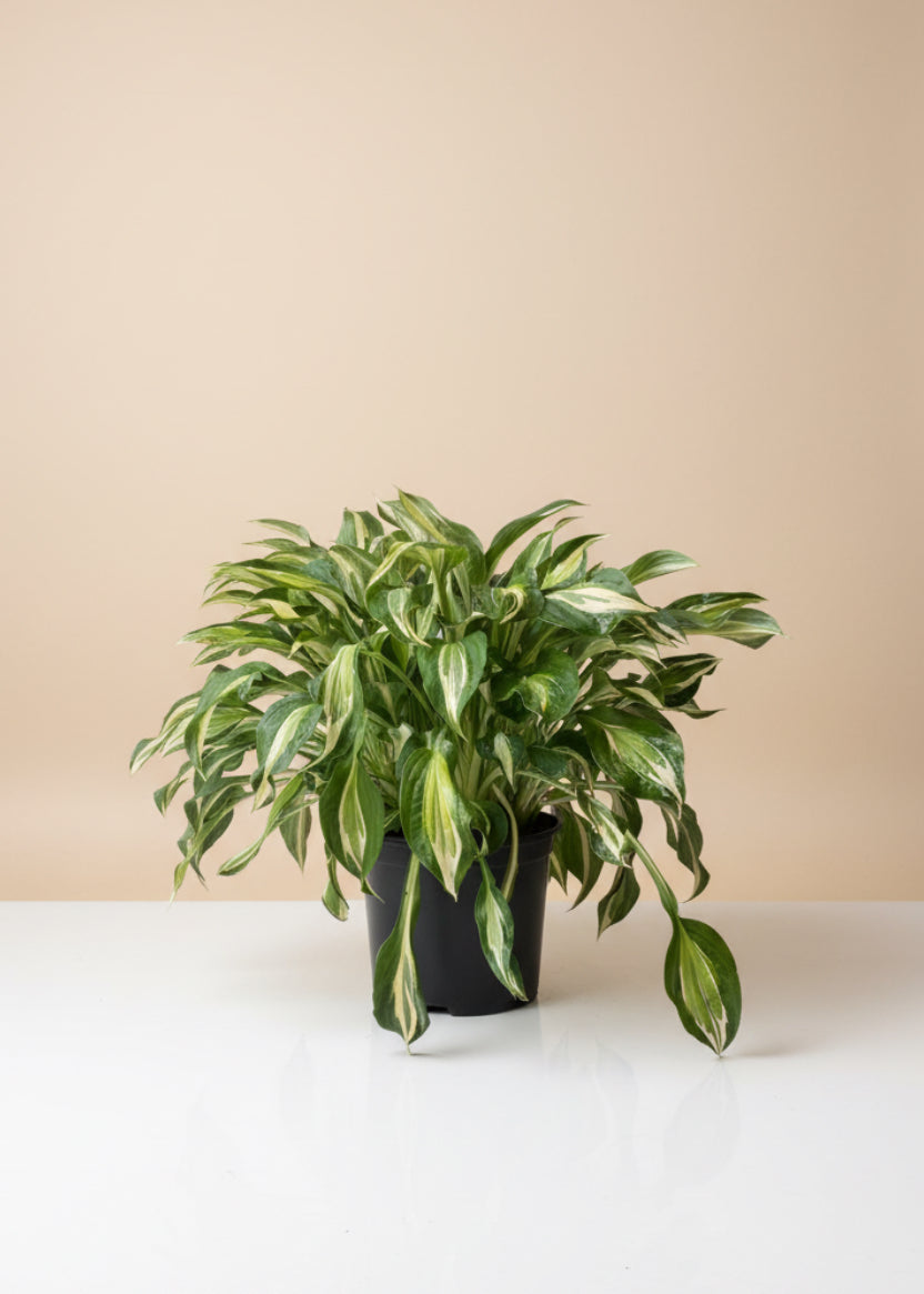 Striptease Hosta