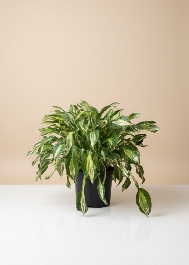 Striptease Hosta